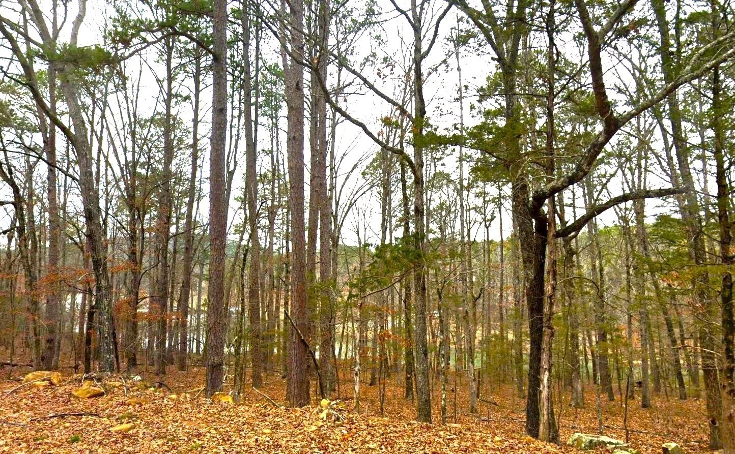 9 land in arkansas for sale
